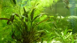 aquarium-von-sonja-becken-12272_