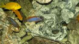 Foto mit Labidochromis hongi Red Top