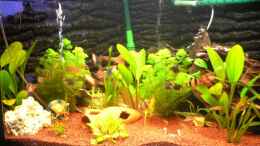 aquarium-von-nico-echterhoff-becken-12289_