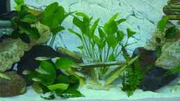 aquarium-von-kai-jipp-becken-12302_