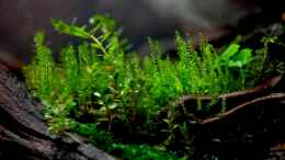 aquarium-von-jo-the-fish-becken-12321_im Hintergrund ein Moos aus dem Garten davor Rotala rotundif