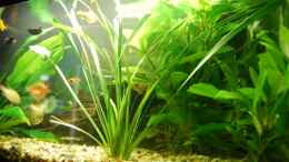 aquarium-von-atalanta-becken-12324_