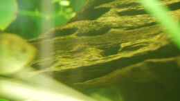 aquarium-von-atalanta-becken-12324_