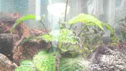 aquarium-von-blitzer-becken-12363_