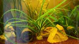 aquarium-von-viktor-d--becken-12376_