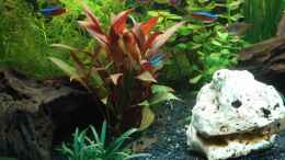 aquarium-von-michael-lazarus-becken-12414_