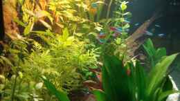 aquarium-von-michael-lazarus-becken-12414_