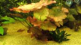 aquarium-von-hamberger-becken-12421_