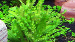 aquarium-von-tamura-nc20-01_Pogostom helferi