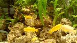 aquarium-von-sven-goehre-becken-1248_