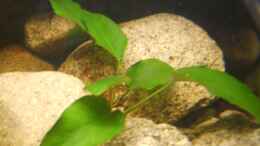 aquarium-von-venustus-becken-12498_Anubias barteri 