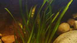 aquarium-von-venustus-becken-12498_Vallisneria gigantea 