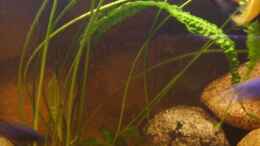 aquarium-von-venustus-becken-12498_Cryptocoryne aponogetifolia 