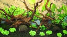 aquarium-von-stefanie-engelhardt-becken-12555_