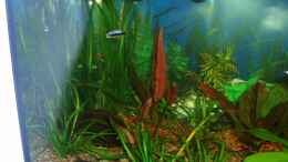 aquarium-von-marco-kaiser-becken_Sagittaria Subulata