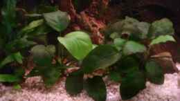 aquarium-von-vanessa-matuszek-becken-12574_Die Mini-Anubien