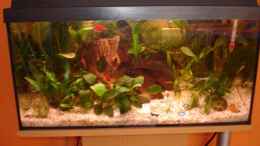 aquarium-von-vanessa-matuszek-becken-12574_