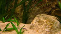 aquarium-von-malawigo-non-mbunabecken_junge Vallisneria spirales