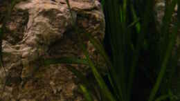 aquarium-von-malawigo-non-mbunabecken_Vallisneria