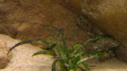 aquarium-von-malawigo-non-mbunabecken_Seegras