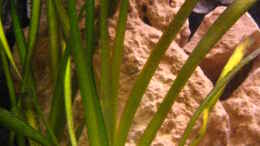 aquarium-von-malawigo-non-mbunabecken_Vallisneria gigantea