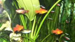 aquarium-von-sascha-houben-becken-1262_Ein Kongosalmler Weibchen, Platys, Blutsalmler