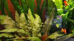 aquarium-von-marcel-stuebs-becken-12635_