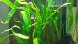 aquarium-von-hermann-suess-becken-12664_Cryptocoryne aponogetifolia  Hammerschlag Wasserkelch