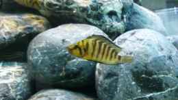 Foto mit  Altolamprologus compressiceps `Gold head`