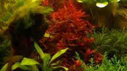 aquarium-von-schattenherz-becken-12691_Die rote Pflanze ist Rotala Macranda