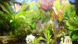 aquarium-von-kevin-heidel-becken-12693_