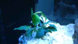 aquarium-von-meike-r-becken-12695_