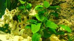 aquarium-von-shark-becken-12705_