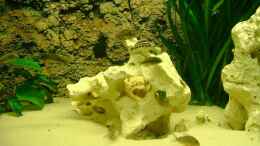 aquarium-von-shark-becken-12705_