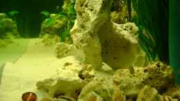 aquarium-von-shark-becken-12705_