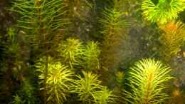 aquarium-von-amazonas-farbenfrohes-steilufer_Vietnam Rotala (Rotala sp. `Vietnam)