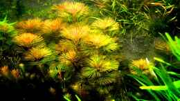 aquarium-von-amazonas-farbenfrohes-steilufer_Rote Cabomba Triebe (Cabomba furcata ,Cabomba piauhyensis)