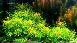 aquarium-von-amazonas-farbenfrohes-steilufer_Cuba Ludwigie (Ludwigia inclinata var. verticillata `Cuba`) 