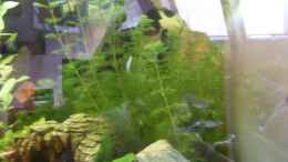 aquarium-von-micdundee-becken-12720_