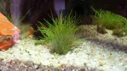 aquarium-von-micdundee-becken-12720_