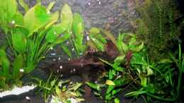 aquarium-von-franco-patti-becken-12725_