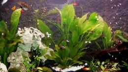 aquarium-von-franco-patti-becken-12725_