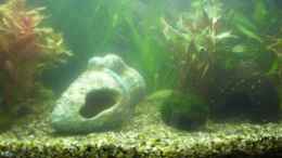 aquarium-von-koenigscobra-becken-12734_