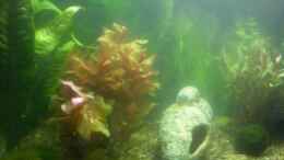 aquarium-von-koenigscobra-becken-12734_