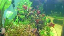 aquarium-von-martin-kaindl-becken-12752_