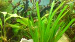 aquarium-von-martin-kaindl-becken-12752_