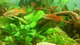 aquarium-von-martin-kaindl-becken-12752_19.03.2008