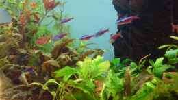 aquarium-von-martin-kaindl-becken-12752_