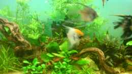 aquarium-von-martin-kaindl-becken-12752_