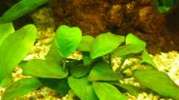 aquarium-von-doudou-becken-12786_Anubia